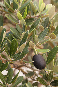 欧洲橄榄树明细表季节植物水果叶子图片