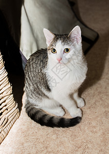 年轻小猫模型哺乳动物灰色猫咪毛皮猫科动物胡须婴儿宠物眼睛头发背景图片
