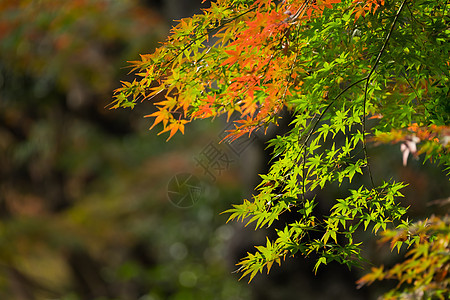 秋季太阳公园植物叶子木头反射场景季节金子阴影图片