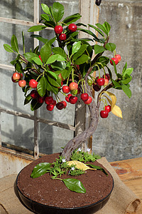 樱桃树 用泥土做成的 手工制作的肉卷叶子艺术盆景花盆艺术品风格盆栽红色装饰水果图片