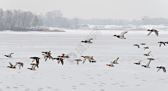 一群鸭子 在冰河上飞翔运动场景森林羽毛女性分支机构海岸环境野生动物蓝色图片