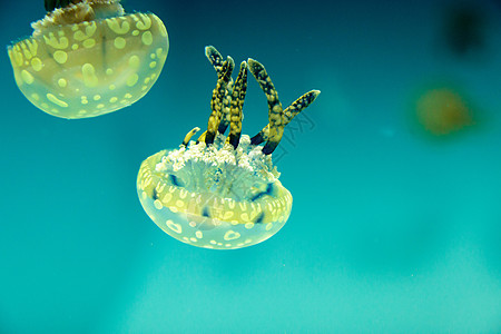 金色果冻海蜇蓝色漂浮情调海洋点状热带野生动物生物游泳图片