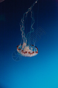 紫色条纹水母 Crysaora彩色触手海蜇海洋生物蓝色危险身体背景图片