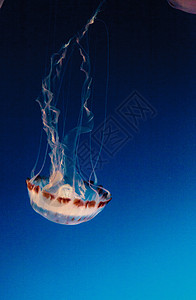 紫色条纹水母 Crysaora彩色触手蓝色危险海洋生物海蜇身体图片
