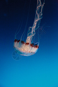 蓝色水母紫色条纹水母 Crysaora彩色触手蓝色危险身体海洋生物海蜇背景