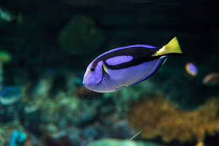 帕莱特拖网鱼 美洲豹肝野生动物海底盐水姿势水族馆热带富豪调色板海洋海鱼图片