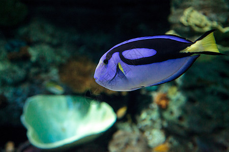 帕莱特拖网鱼 美洲豹肝海底海鱼姿势宠物潜水水族馆盐水海洋热带动物图片