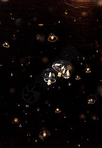 小型雨伞水母 叫做海洋水族馆芡实海蜇盐水触手图片