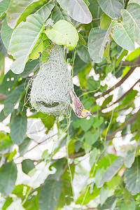 Baya 树上编织的鸟巢房子动物翅膀野生动物巢鸟叶子丛林森林鸟类布工背景图片