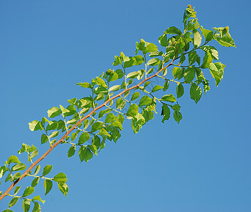有绿叶的分处生长园艺叶子植物花园蓝色树叶植物学天空图片