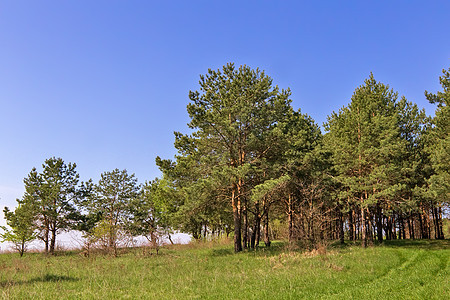 林子边缘有松树的风景植物群绿色季节场地天空森林植物蓝色桦木叶子图片