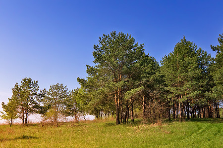 林子边缘有松树的风景桦木树叶蓝色场地森林植物群季节天空树木松针图片