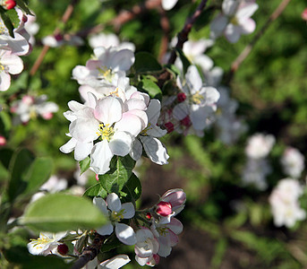 春秋开花的苹果树花植物群蓝色植物学花园香气花瓣雌蕊园艺食物生长图片