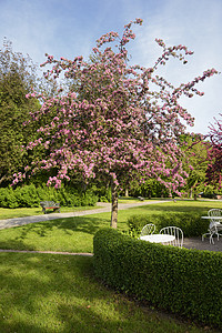 樱花花瓣花园人行道单车风景摄影叶子植物园粉色场景图片