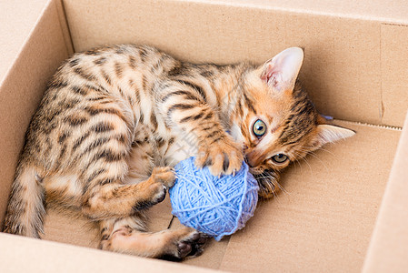 Bengal小猫装在纸板盒里 带着蓝色的乳毛图片