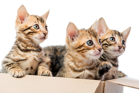 三只有毛皮斑点的小猫 从盒子里望出来图片