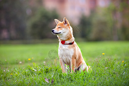 公园里坐着一个年轻的青春月宠物听力脊椎动物纯种狗犬类嘴巴哺乳动物褐色动物主题背景图片