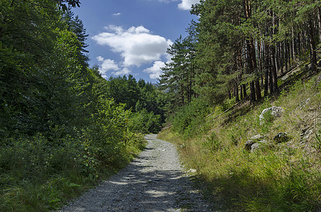 通过绿色夏月森林对生态路径的全景植物活力人行道水平小路环境松树桦木叶子针叶图片