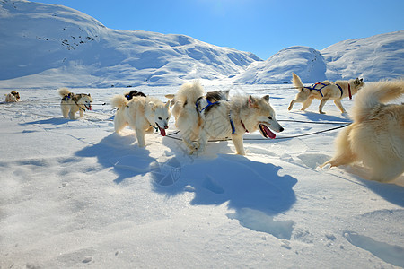 冰块上的雪橇狗环境运输假期农村动物旅行跑步运动旅游天空背景图片