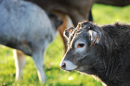 Boeuf 在法国巴萨斯的草原上集市草地农田小牛农业牛肉农场瘟疫牧场奶制品图片