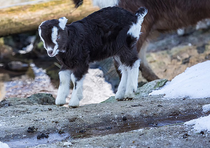 冬天在德国鹿公园的一只侏儒山羊荒野动物哺乳动物野生动物家畜图片