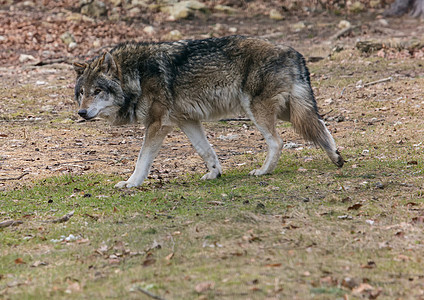 夏天在德国鹿角公园的一匹狼canis lupus荒野木头吞咽公园动物捕食者哺乳动物森林图片