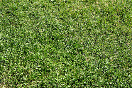 背景的绿草纹理草原园艺高尔夫球足球叶子墙纸环境院子土地生长图片
