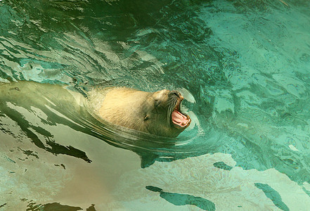 大海狮在海里游动海豹狮子游泳水平速度哺乳动物海滩潜水海洋荒野图片
