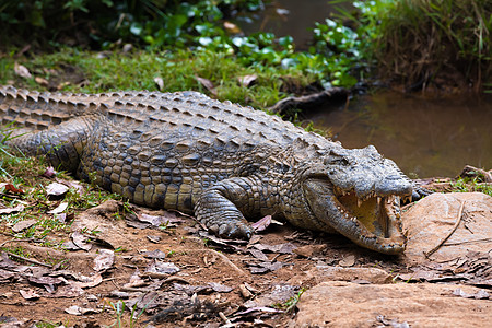 马达加斯加克罗科迪尔 克罗科迪卢斯成人食肉猎人动物牙齿爬行动物鳄鱼危险皮肤致命图片