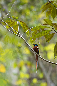 马达加斯加天堂苍蝇捕猎者野生动物蓝色动物群回旋曲天堂公园国家环境橙子动物图片