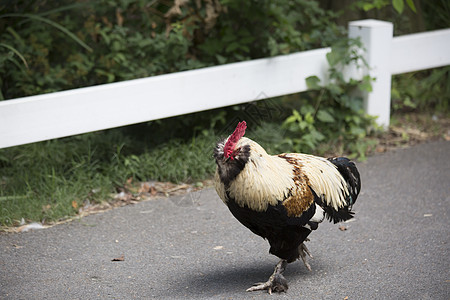 街头巡视和监视农业家禽家畜多样性全世界畜牧业农场居住鸡腿鸡冠图片