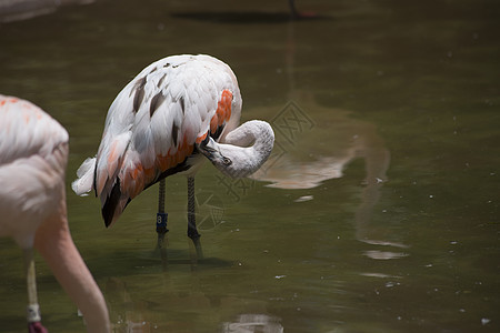 Flamingos 蘑菇室水禽动物园羽毛淡水环境池塘橙子野生动物动物群多样性图片