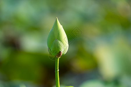 白莲池塘植物雌蕊粉色幼苗艺术植物园宏观生活种子图片