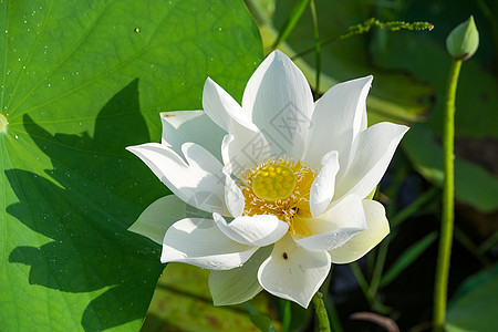 白莲雌蕊生长植物园生活植物粉色热带幼苗池塘自然光图片