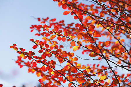 秋天背景红色秋季假灌木树叶植物床单分支机构树篱蓝天变色叶子背景