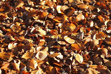 秋天背景棕黄秋叶草地染料棕色榉木黄色叶子变色床单树叶背景