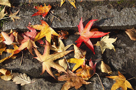 秋天背景彩色秋假抑制铺路染料树叶床单路缘人行道变色叶子网格背景