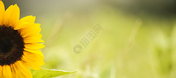 下午在田里放向日葵绿色花瓣植物天空黄色背景图片