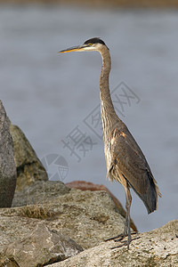 栖息在岩石上的大蓝鹭  加拿大安大略省长颈长腿动物支撑弯道羽毛野生动物图片