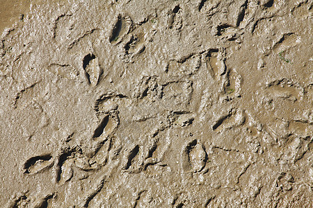 脚印脚步联盟足迹脚步声小径外景淤泥图片