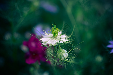 自然蓝白鲜花草本植物植物药品花瓣叶子薄雾花园治疗植物学香料图片