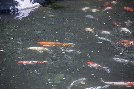 科伊锦鲤公园鲤鱼后院异国财富野生动物爱好热带渔业图片