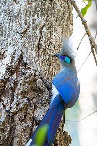 马达加斯加鸟公园濒危羽毛多样性生物情调动物翅膀生态天堂图片