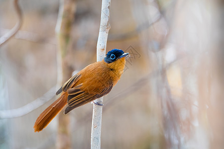 马达加斯加鸟类天堂苍蝇捕鸟者天堂回旋曲公园动物观鸟荒野森林环境野生动物蓝色图片