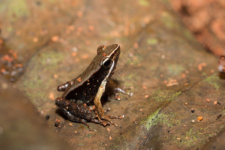 美丽的小青蛙棕褐色曼特拉马达加斯加动物身体国家眼睛异国两栖动物群热带野生动物叶子图片