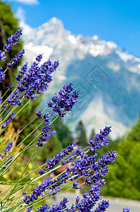 瑞士山脉 伯尔尼高地 阿尔卑斯山 欧洲阿尔卑斯山风景蓝色远足森林滑雪僧侣顶峰高山地标旅行图片
