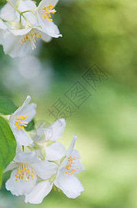 橙色的茉莉花自然户外的高清图片