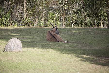 Eland 英属星座偶数旅游哺乳动物假期板栗食草生态旅游大草原动物牛科图片