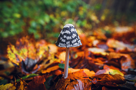 秋天的蘑菇花云杉属植物群毒菌季节鸡粪叶子林地帽子地面墨水图片