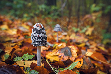 秋天风景中的花生蘑菇季节云杉属苔藓墨水植物群地面猕猴桃毒菌帽子森林图片